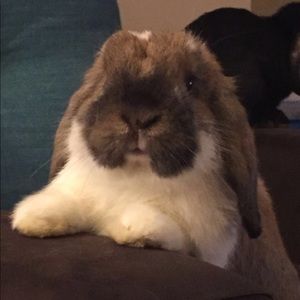 Meet your Posher, Selin